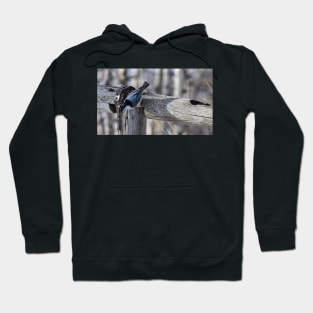 White Breasted Nuthatch. Hoodie